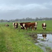 Koeien in een weiland.jpg